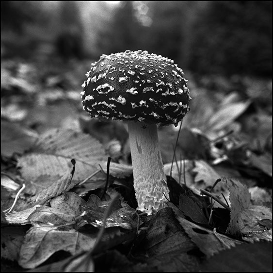 Amanita Muscaria